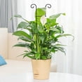 thumbnail image 2 of Januofit Plant Trellis for Potted Plants 2p, Larger 23in Garden Trellis for Climbing Plants Indoor Outdoor, Rustproof House Plant Support Stakes for Pothos Hoya Ivy Flower, 2 of 9