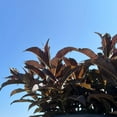 thumbnail image 4 of Weigela Spilled Wine  - 3 gal, Live Shrub, Part/Full Sun, Outdoor, Proven Winners, 4 of 4