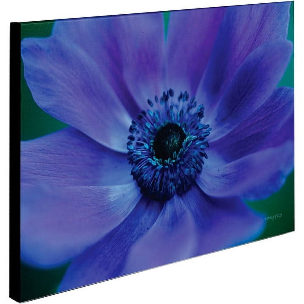 Trademark Fine Art 'Beautiful Anemone' Canvas Art by Kathy Yates