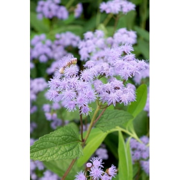 100 PURPLE MISTFLOWER (Hardy or Wild Ageratum) Eupatorium Coelestinum Blue Flower Seeds