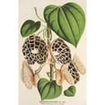 thumbnail image 2 of Charles Antoine Lemaire 13x18 Black Ornate Wood Framed Double Matted Museum Art Print Titled - Aristolochia Duchartrei (1854-1896), 2 of 5