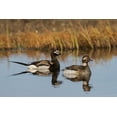 thumbnail image 2 of Archer, Ken 24x17 Gold Ornate Wood Framed with Double Matting Museum Art Print Titled - Long-tailed Duck Pair (Oldsquaw), 2 of 4