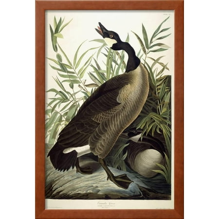 Best Canada Goose, C.1827-1838 Framed Print Wall Art By John James Audubon deal
