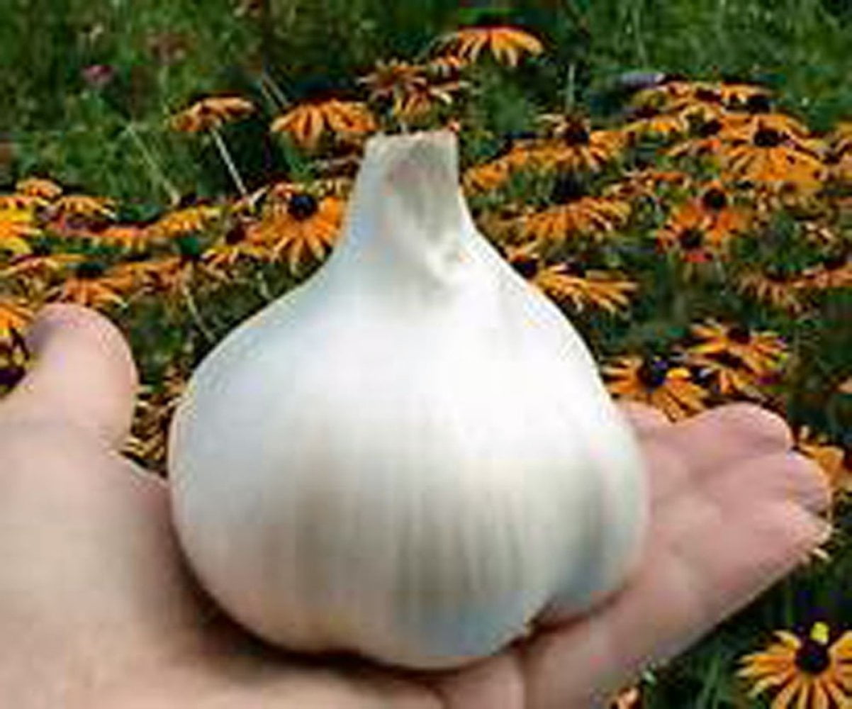 1 1/2 LB $9.95 Perfect for eating or planting ELEPHANT GARLIC CLOVES 