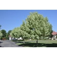 thumbnail image 4 of RedCrocus Acer Negundo Box Elder Tree- Fast-Growing Deciduous Tree for Landscaping and Shade 3 Gallon, 4 of 31