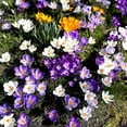 thumbnail image 1 of HJADGG 10pcs Mixed Color Crocus Bulbs-Spring Blooming Fall Planting Bulbs, Assorted Colors Dutch Crocus Corms for Gardens, Containers & Naturalizing Easy to Plant Perennial Flower Bulbs (10), 1 of 5