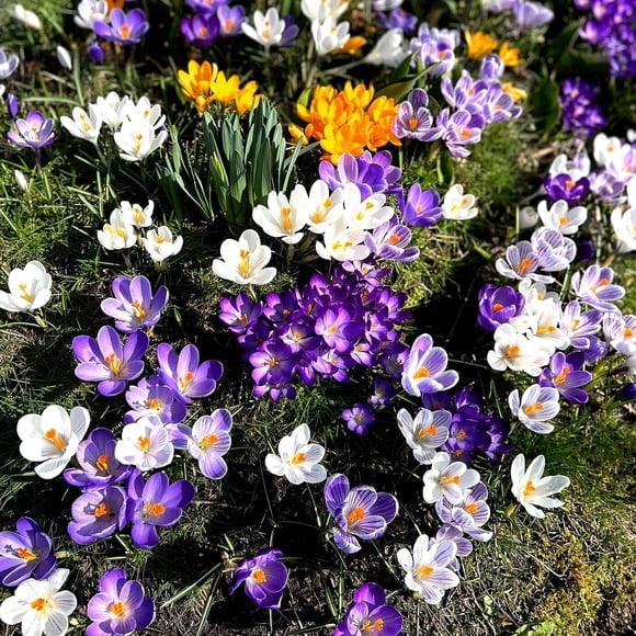 HJADGG 10pcs Mixed Color Crocus Bulbs-Spring Blooming Fall Planting Bulbs, Assorted Colors Dutch Crocus Corms for Gardens, Containers & Naturalizing Easy to Plant Perennial Flower Bulbs (10)