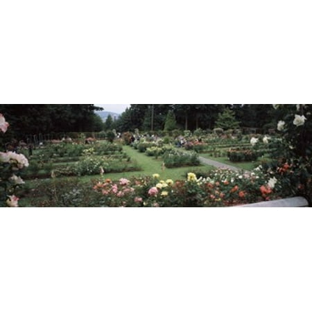 Assorted roses in a garden International Rose Test Garden Washington Park Portland Multnomah County Oregon USA Poster