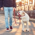 thumbnail image 3 of pet Head Collar, Head Halter Collar for Dogs, Head Collar to Stop Pulling for Dogs, 3 of 5