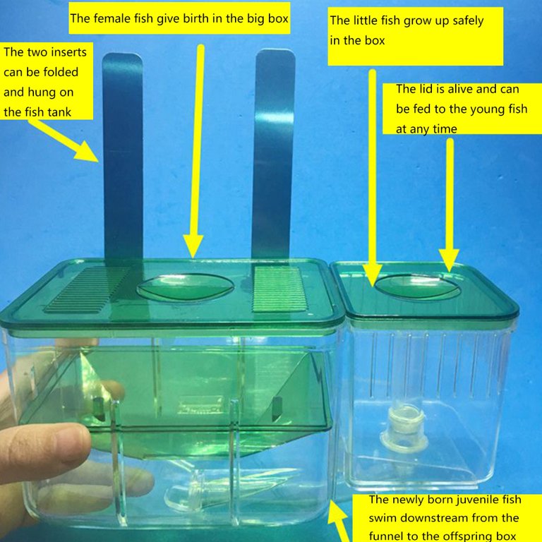 birthing box for fish capetsma Breeding Box, Acrylic Fish Isolation with Suction Cups, Aquarium Acclimation Hatchery Incubator Baby Fishes Shrimp Clownfish and Guppy... Small Size (S) : Pet Supplies saving and can float automatically Pawfly Fish Breeding Box Tank