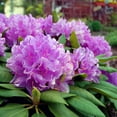 thumbnail image 5 of Brighter Blooms - Lavender Rhododendron Shrub, 1 gal - No Shipping to AK, AZ, HI, 5 of 6