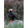 thumbnail image 2 of Su, Keren 18x24 Gold Ornate Wood Framed with Double Matting Museum Art Print Titled - Tufted Puffin-Fratercula cirrhata-on Kolyuchin Island-once an important Russian Polar Research Stat, 2 of 4