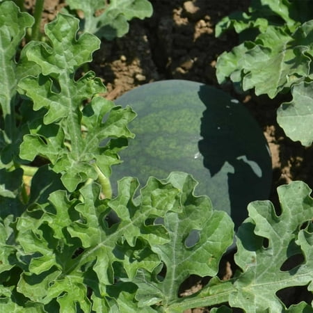 Heirloom Fruit (Watermelon Garden Seeds - Sugar Baby - 5 Lbs Bulk - Non-GMO, Heirloom Vegetable Gardening Fruit Melon)
