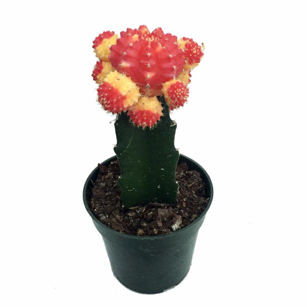 Red & Yellow Grafted Moon Live Cactus Easy to Grow 3" Pot Walmart