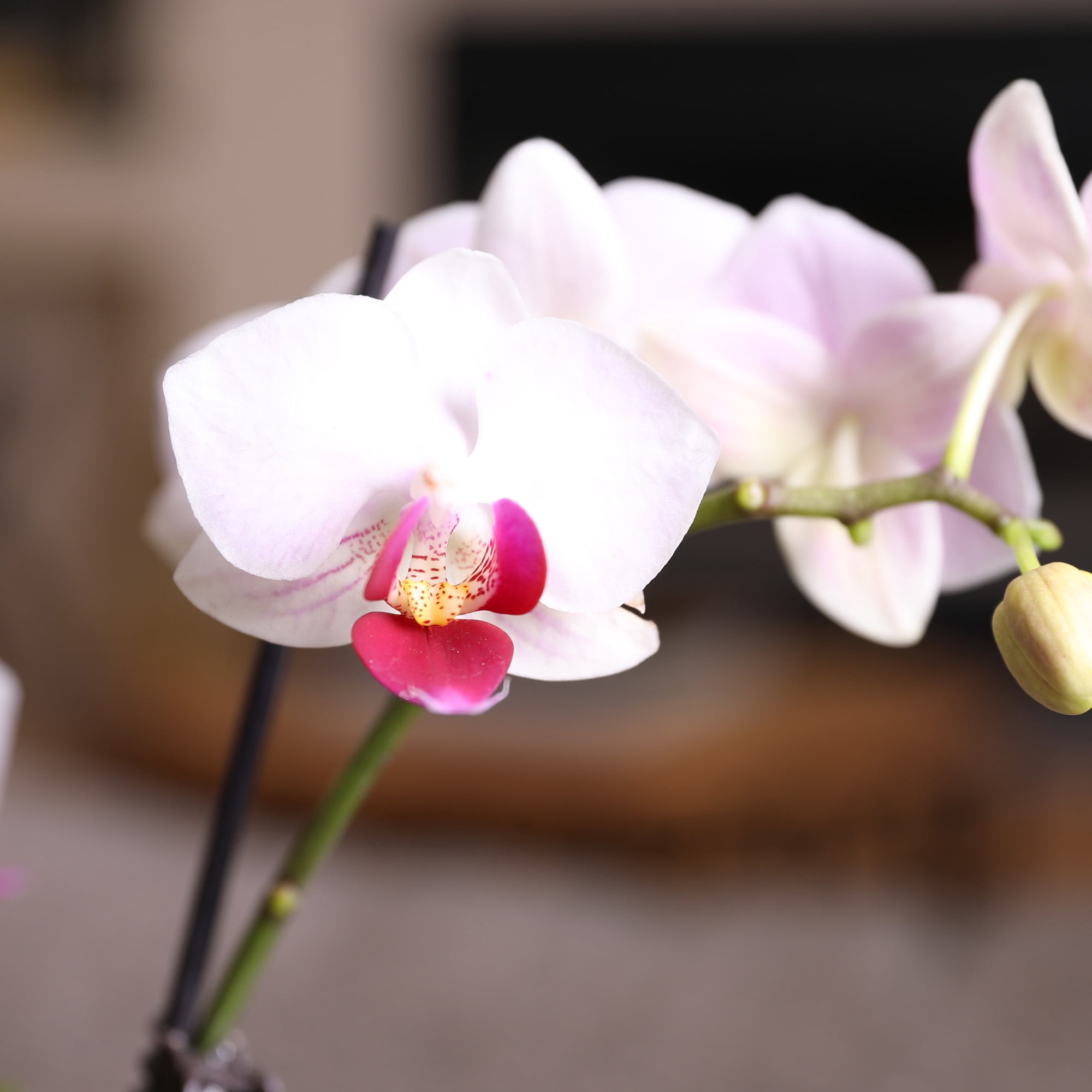 Just Add Ice 6-10" White and Purple Mini Orchid Live Plant in 2.5" White Ceramic Pot, House Plant