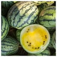 thumbnail image 4 of Everwilde Farms - 40 Yellow Crimson Watermelon Seeds - Gold Vault Seed Packet, 4 of 5