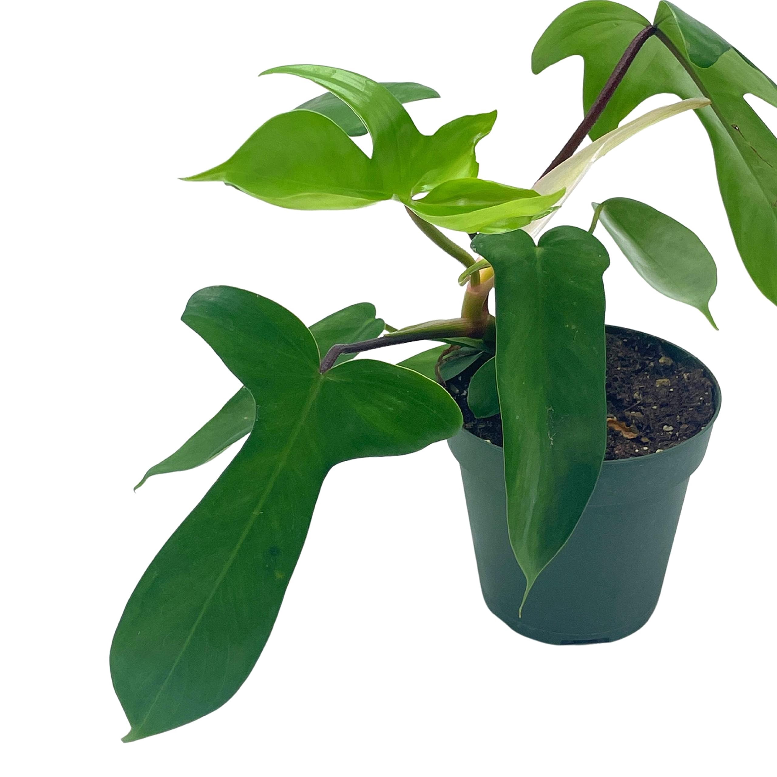 praying plants Prayer Plant Maranta leuconeura 6" Pot / Light Green / With Pot
