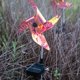 thumbnail image 4 of 2w LED Lámpara de Césped con Espiga Luces con Soporte de para Jardín Luz Cálido Proyector para Jardín Pared Impermeable IP65 CUTICAT luces solar, 4 of 8