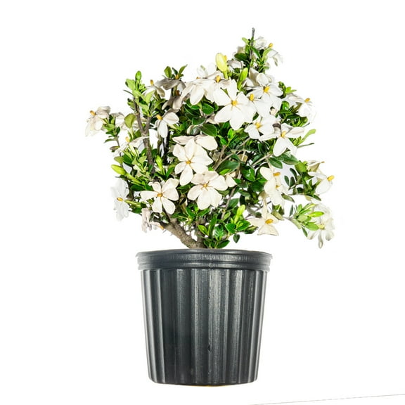 1 Gal. Kleim's Hardy Gardenia - Gets COVERED in Fragrant White Flowers
