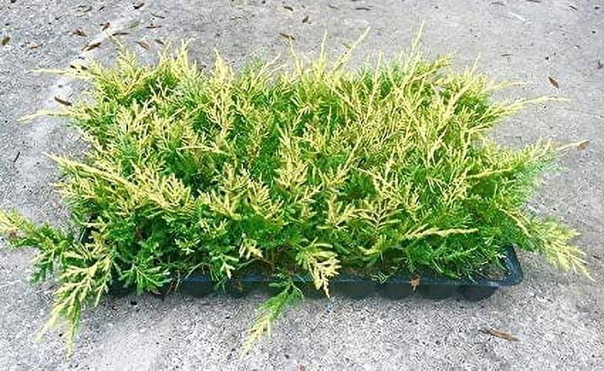 Saybrook Gold Juniper - 30 Live Plants - Juniperus Chinensis - Hardy Evergreen Ground Cover