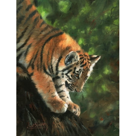 Climbing Tiger - Tiger Cub Climbing Down Tree Poster Print by David Stribbling