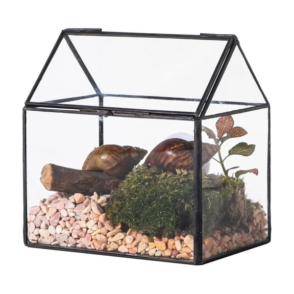 NCYP Small Glass Terrarium with Lid and Mesh Vents, for Garden Plants, Succulents, Snails
