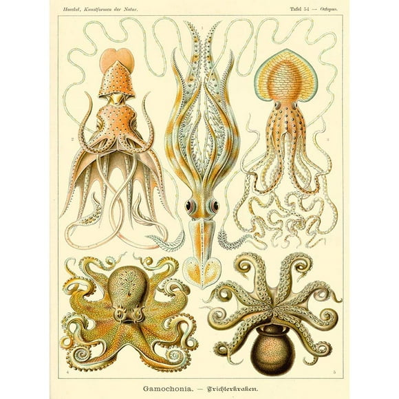 Wee Blue Coo Nature Ernst Haeckel Pieuvre Biologie Allemagne Vintage Affiche d'Art Mural Non Encadrée Décoration Maison Premium