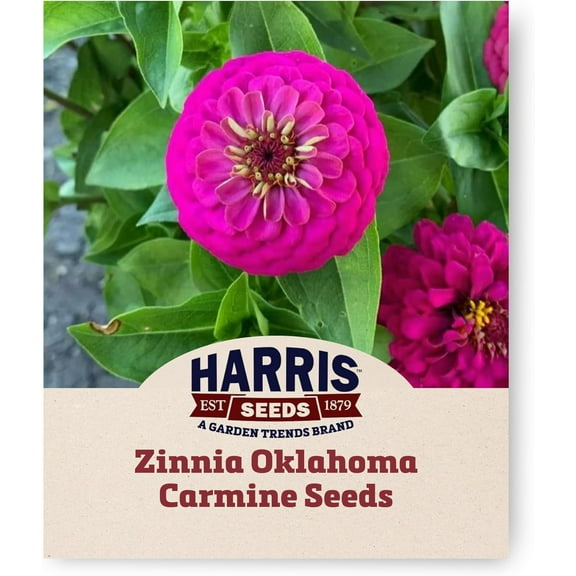 Harris Seeds - Zinnia Seeds - Oklahoma Carmine Flower - Non-GMO - 50 Seeds