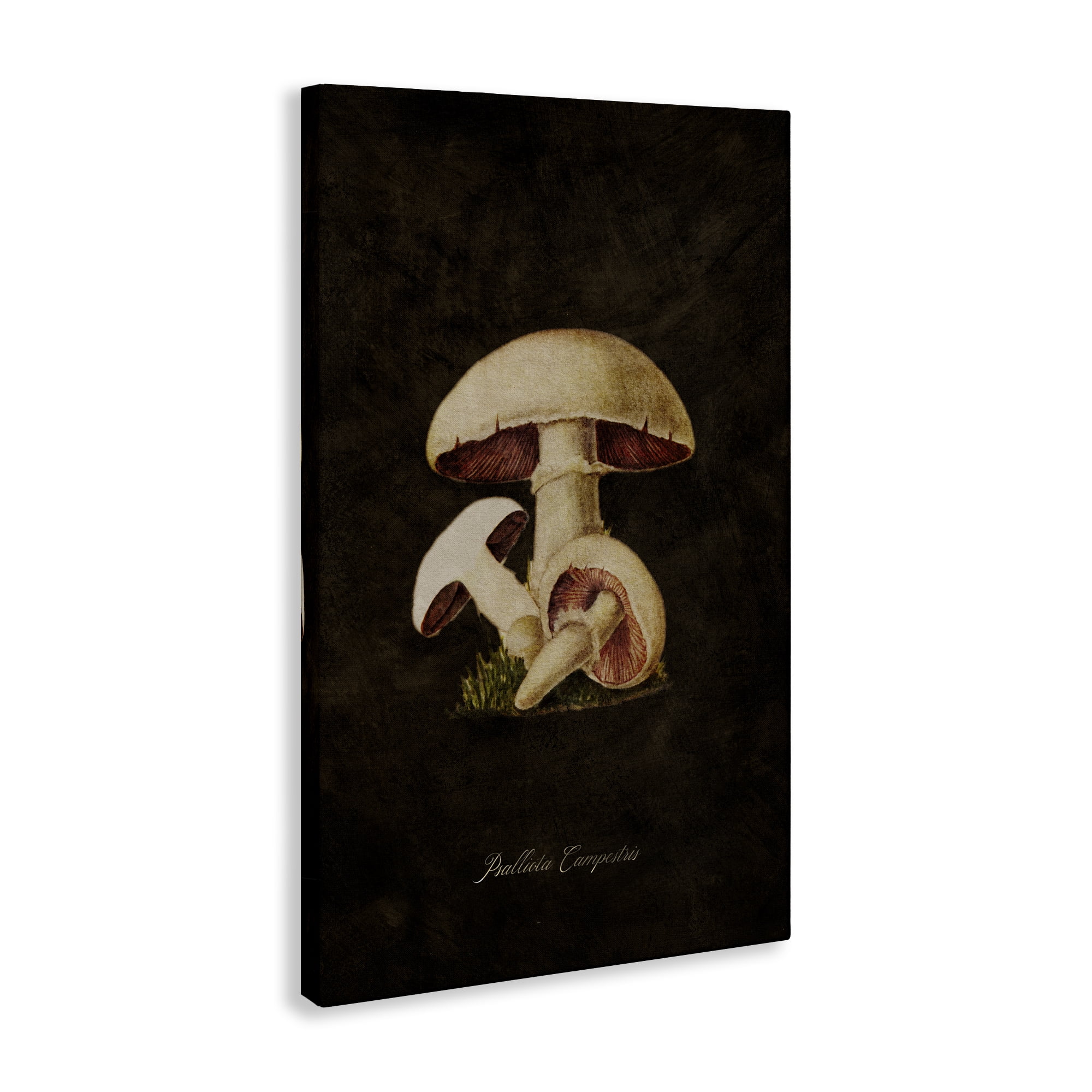 Stupell Industries Vintage Portobello Mushroom Plants & Flowers Painting Wrapped Canvas Art Print Wall Art, 30 x 45