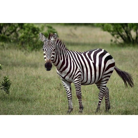 Wall Art Impressions 35x24in Photographic Print Poster Animal Zebra Wild Wild life Africa Kenya Nikon