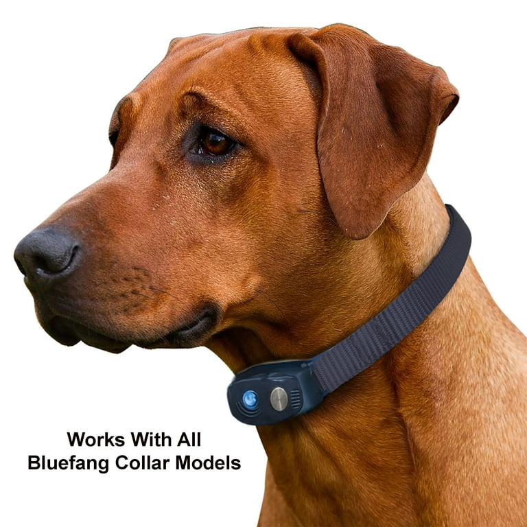 High tech pet collar sale