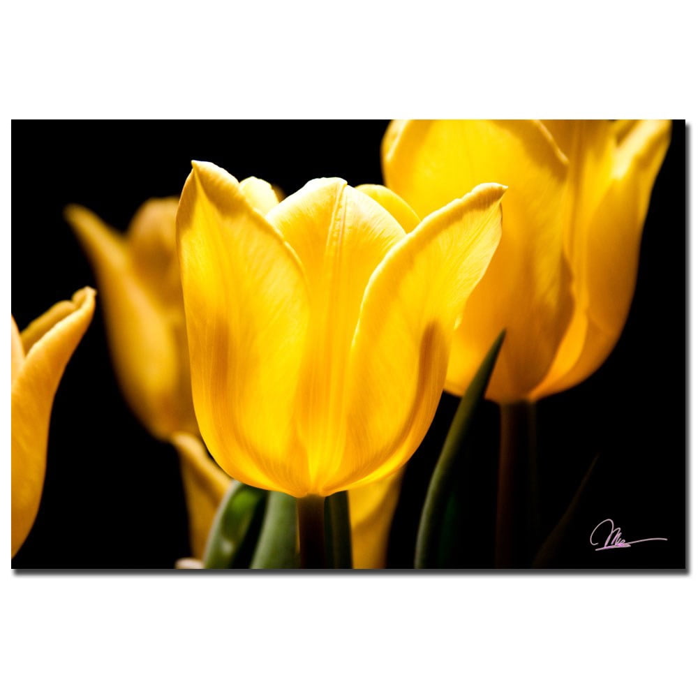 Trademark Fine Art "Yellow Tulips V" Canvas Art by Martha Guerra, 16x24