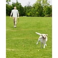 thumbnail image 2 of Correa larga para perros Training Leash Joytale, 30 pies, color naranja, 2 of 6