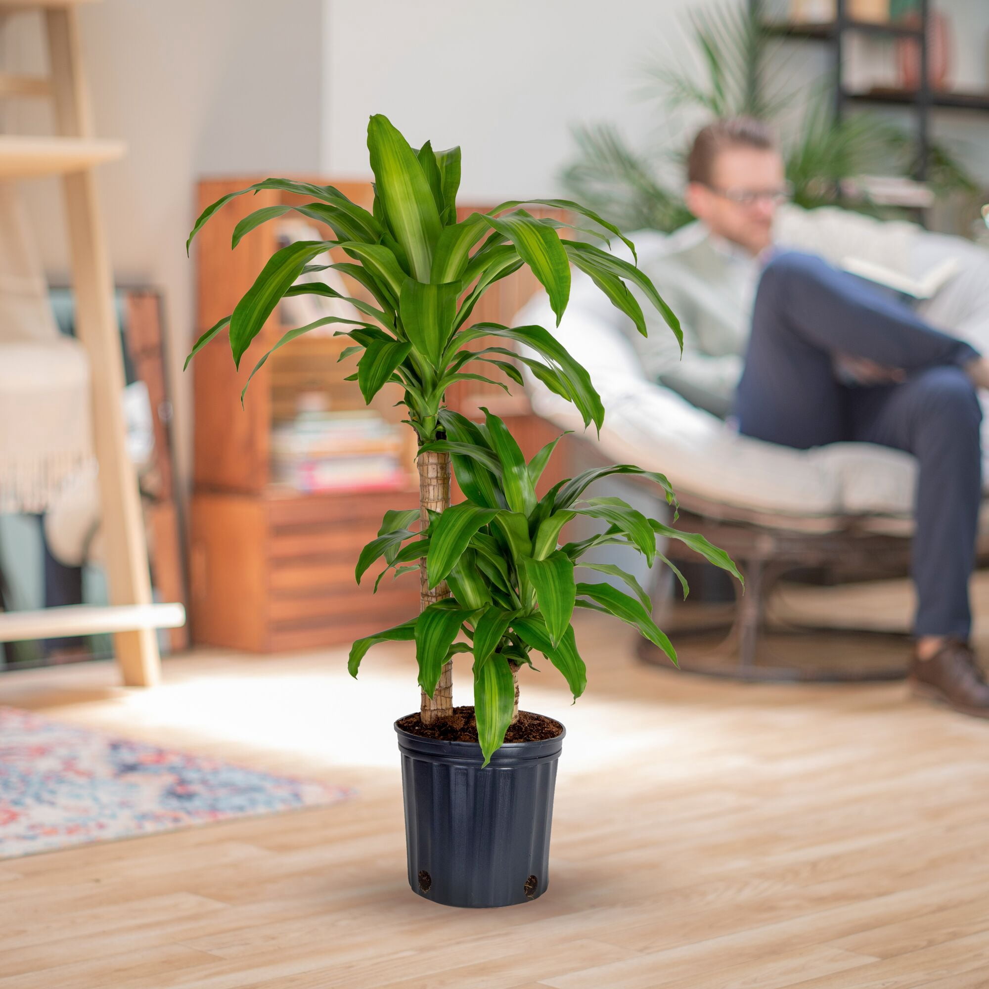 Costa Farms 36" Mass Cane Live House Plants in 10" Grower Pot