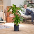 thumbnail image 4 of Costa Farms 36" Mass Cane Live House Plants in 10" Grower Pot, 4 of 9