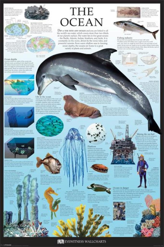 Dorling Kindersley Ocean Facts Creatures Educational Classroom Poster