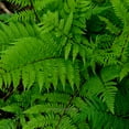 thumbnail image 6 of Athyrium Filix-femina, Lady In Red, Lady Fern - Pot Size: 3" (2.6x3.5") - Plants, Shade Plants, 6 of 8