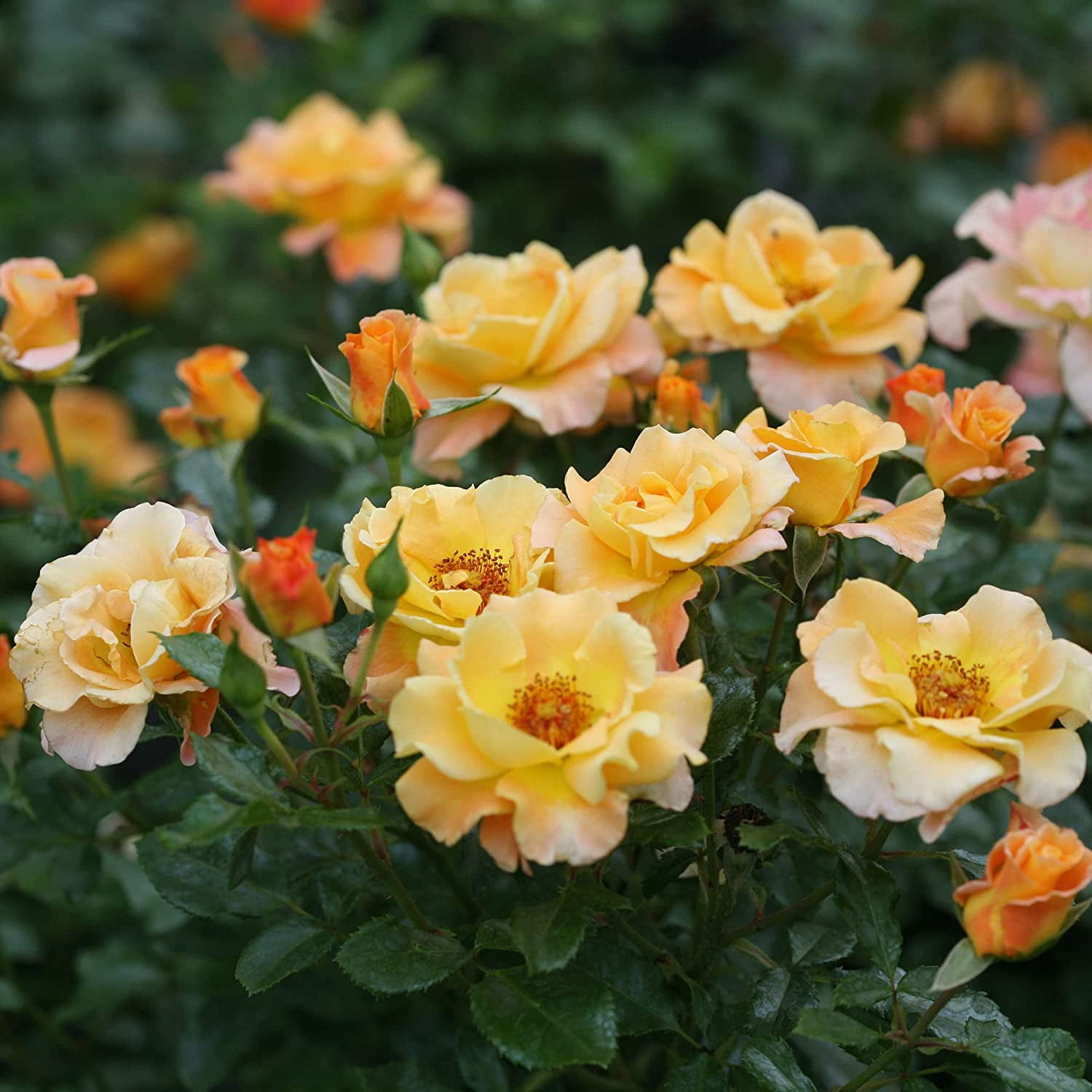 Proven Winners ColorChoice Sunorita Rose Live Shrub (2 Gallon)