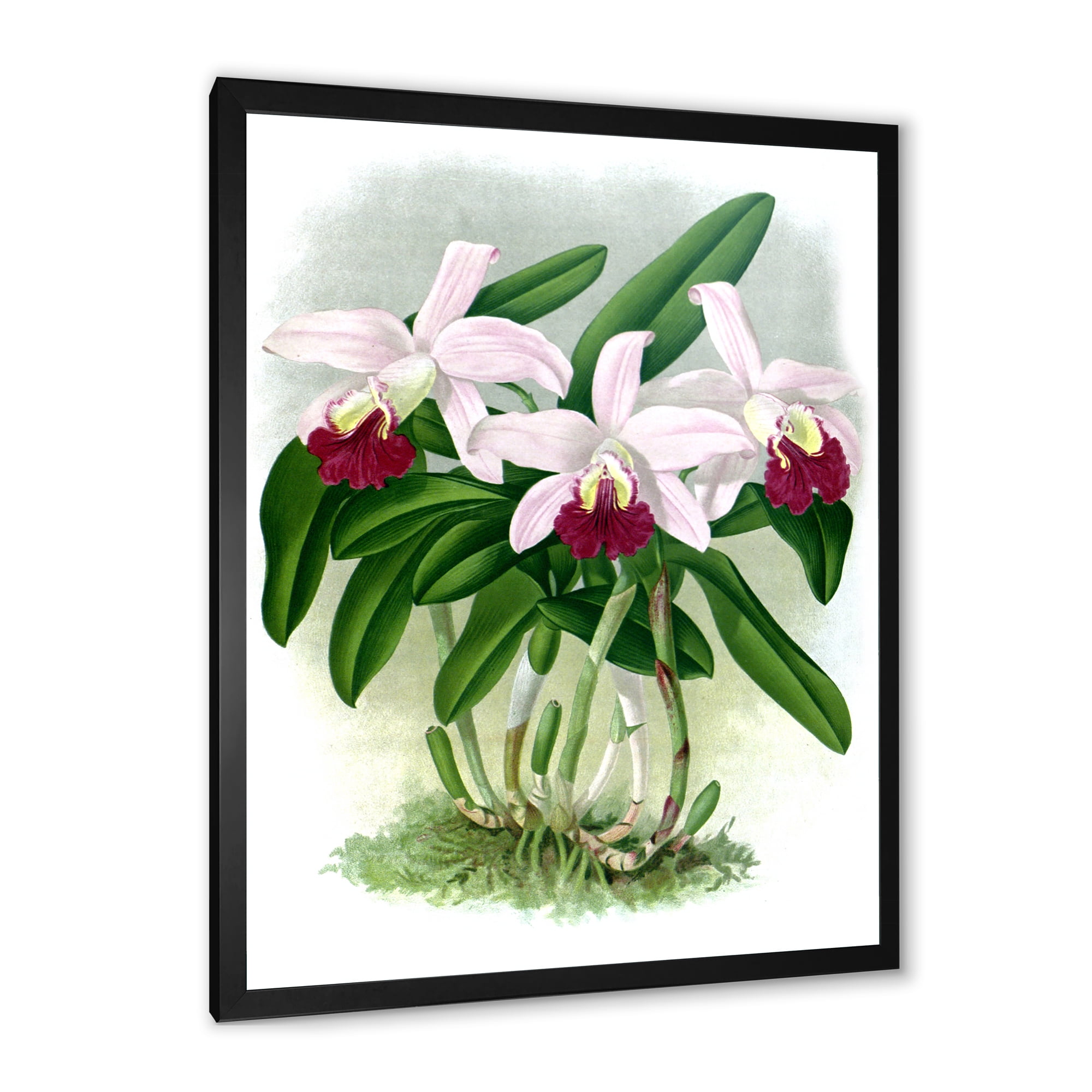 Designart 'White Vintage Orchid Flower I' Traditional Framed Art Print