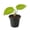 1 Plant, variant on Alocasia Lime - 1 Live Starter Plant - Xanthosoma Mufaffa - Colorful Broad Leaf Heart Shaped Foliage Houseplant