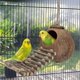 thumbnail image 4 of Escondite de coco natural con escalera, juguete para pájaros y animales pequeños (casa con escalera, superficie natural), 4 of 5