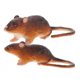 thumbnail image 1 of Juguete Modelo de Rata Tholdsy 2 Piezas Para Carnavales y Fiestas de Disfraces, 1 of 6