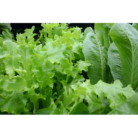 Canvas Print Greens Lettuce Organic Diet Leafy Healthy Salad Stretched Canvas 10 x