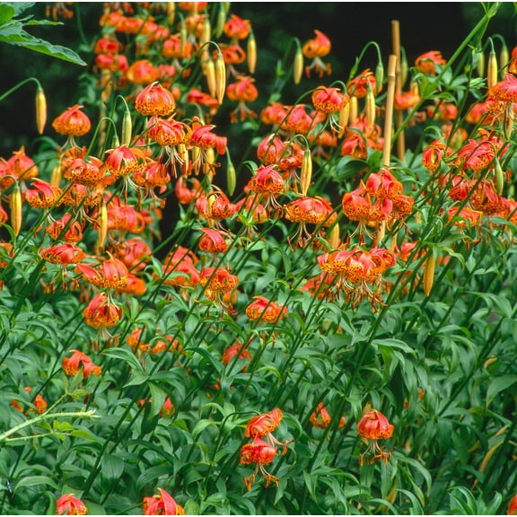 10 Seeds LEOPARD LILY California Tiger Lily Panther Lilium Pardalinum Yellow Orange Red Spotted Native Flower Seeds