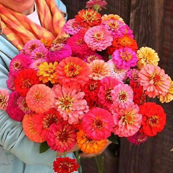 Pumila Pompon Zinnia Seeds - 500 Mg Packet ~55 Seeds - Annual - Open Pollinated - Flower Gardening Seeds