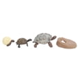 thumbnail image 2 of LAFGUR Simulation Sea Growth Cycle Model Life Cycle Kid Early Educational Toys, 2 of 8