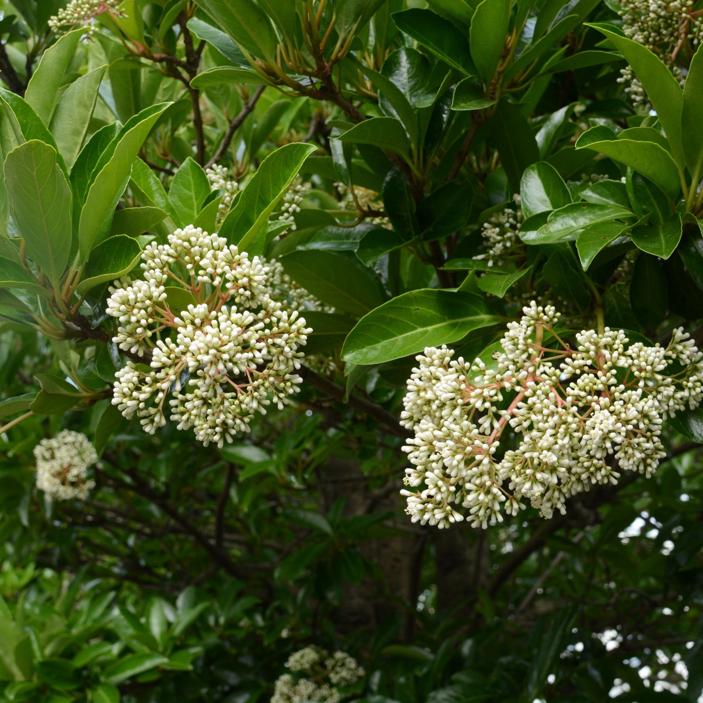 National Plant Network 3 Gal Viburnum Chindo Shrub with White Flowers