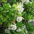 thumbnail image 3 of Sweet Viburnum – live starter plants less than 12 inches tall, 3 of 5