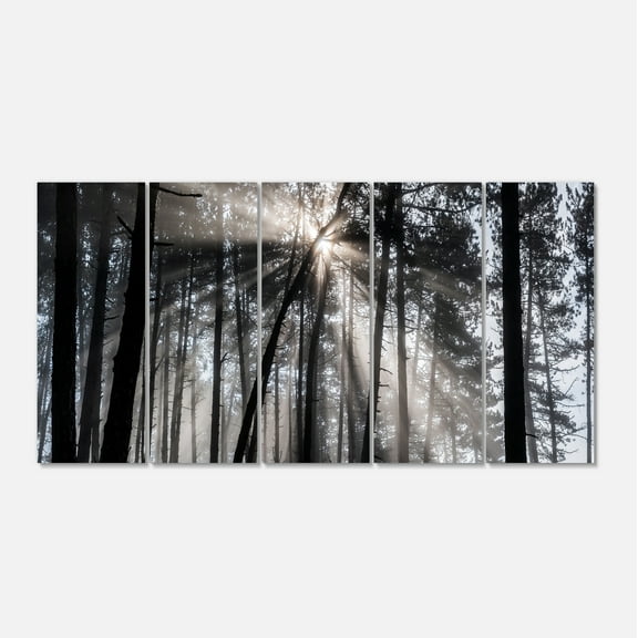 Designart 'Sunbeams through Black White Forest ' Forest Canvas Wall Art Print