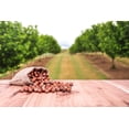 thumbnail image 3 of American Hazelnut Tree Seeds for Planting - Corylus Americana, 3 of 4